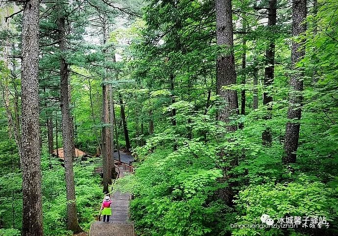 原始森林伊春带岭凉水国家森林自然保护区图强分水岭醉美白桦林小