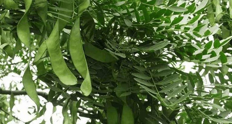 农村这种带刺的树,农民以前都用来做篱笆,原来果实可以洗衣洗头