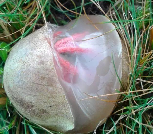 澳大利亚荒野现"鬼手"菌菇, 游客捂鼻不敢靠近