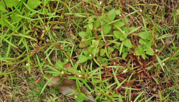 母草|玄参科|痄腮_新浪新闻