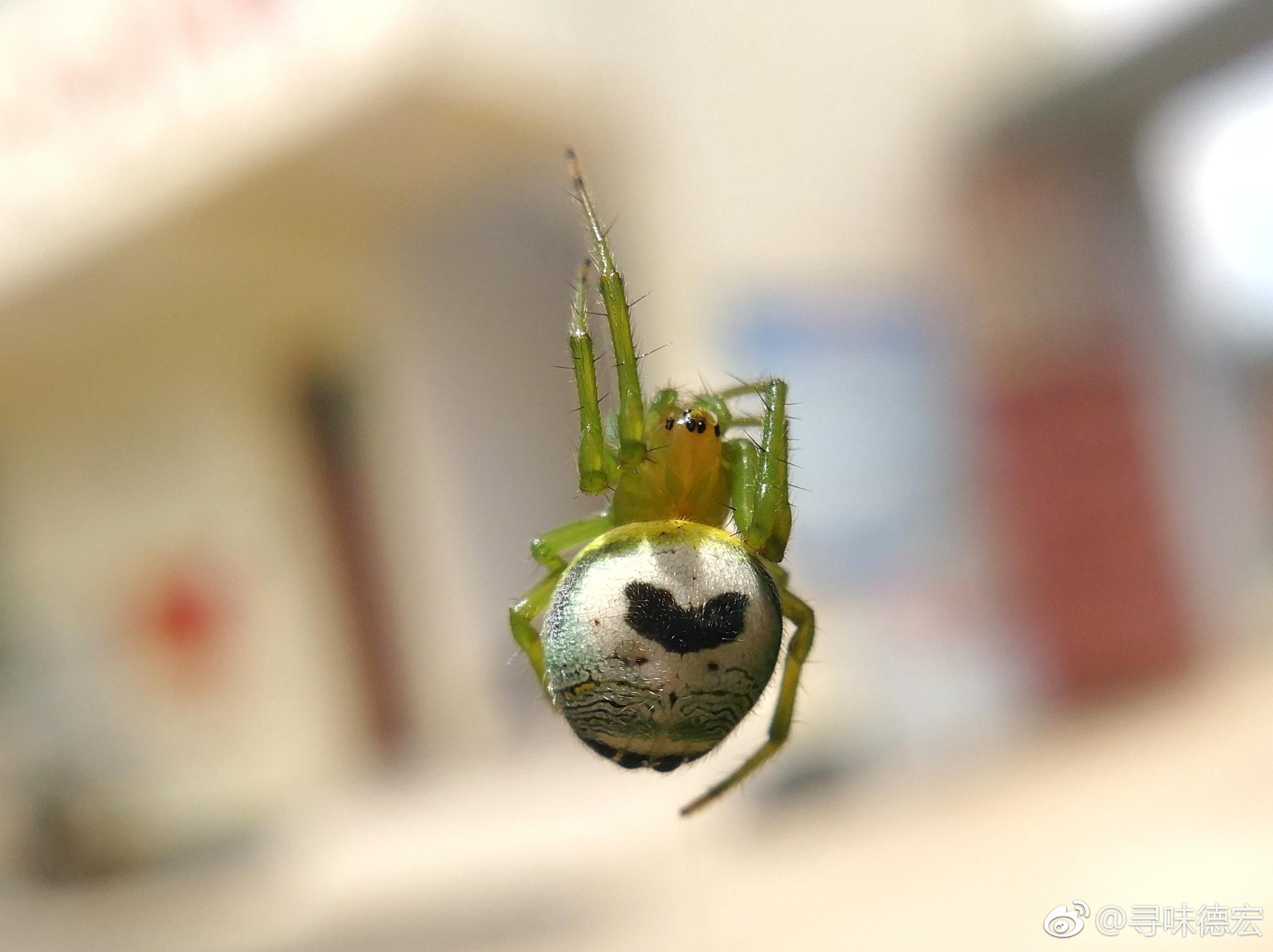 院子里发现一只背着爱心的绿色蜘蛛,  这是什么蜘蛛,有毒吗