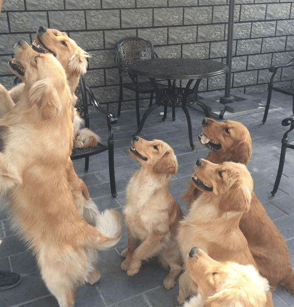 一群小金毛长大后, 成群结队成这样, 是该闹心还是该开心呢?