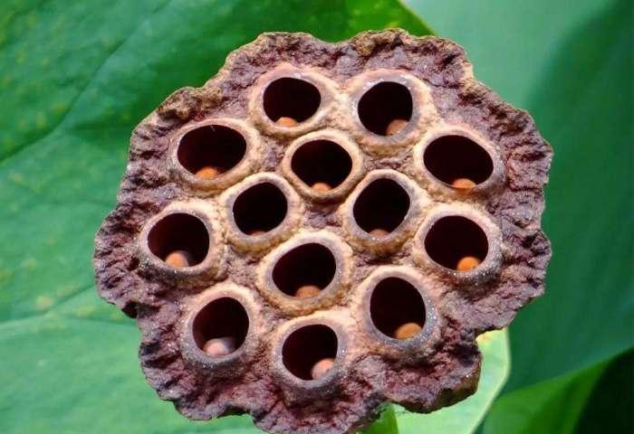 密集恐惧症短片(密集恐惧症短片图解)