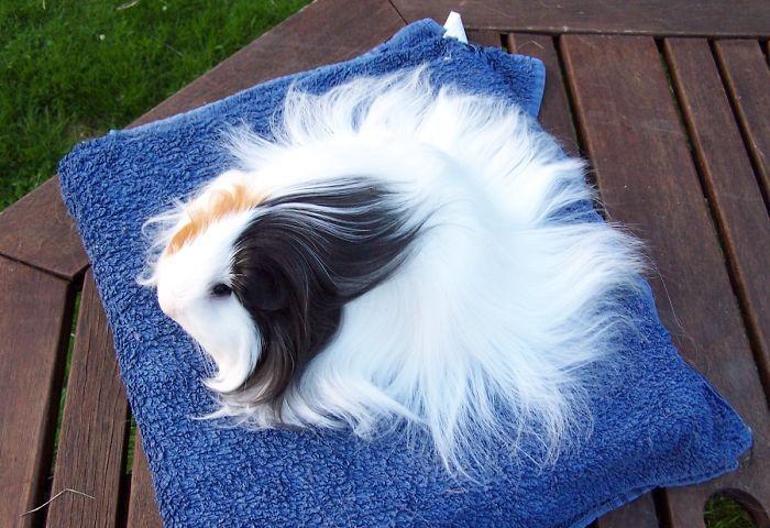 豚鼠界的长发公主, 真是让人赞不绝口|豚鼠|长发公主|天竺鼠_新浪网