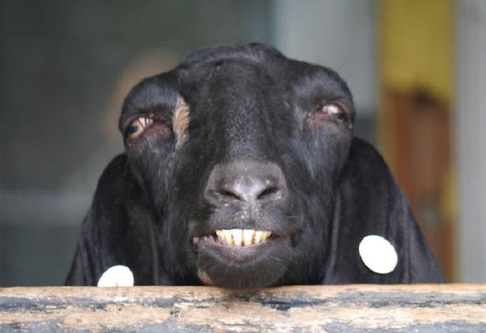 一大波蠢萌动物表情包来啦