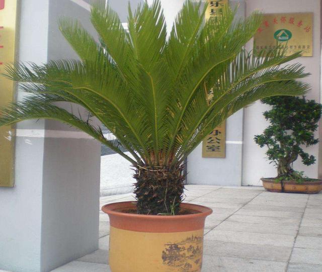 铁树的养殖方法(铁树的养殖方法与繁殖)