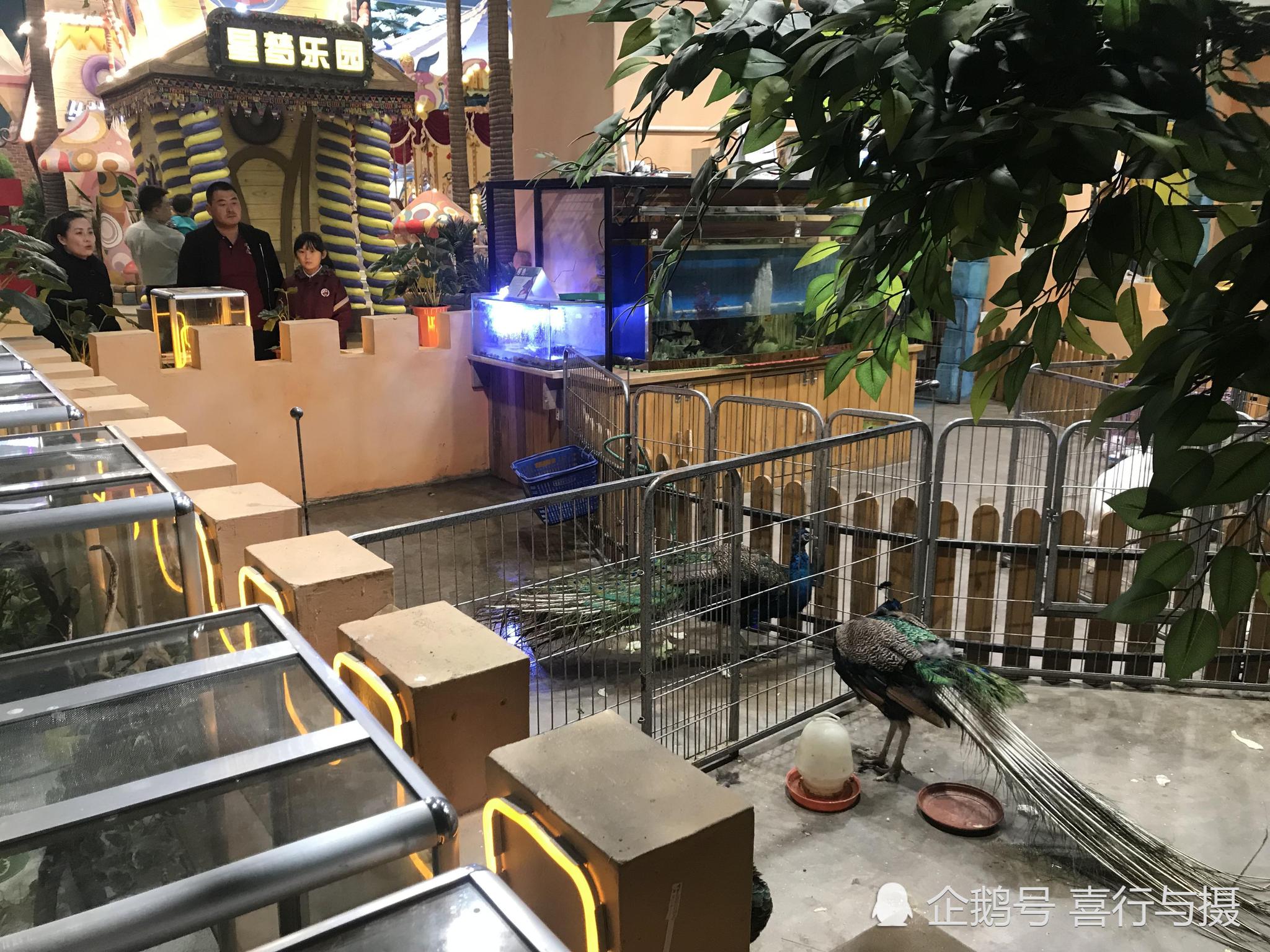 商场内新开动物园 小孩高兴大人烦心 为啥
