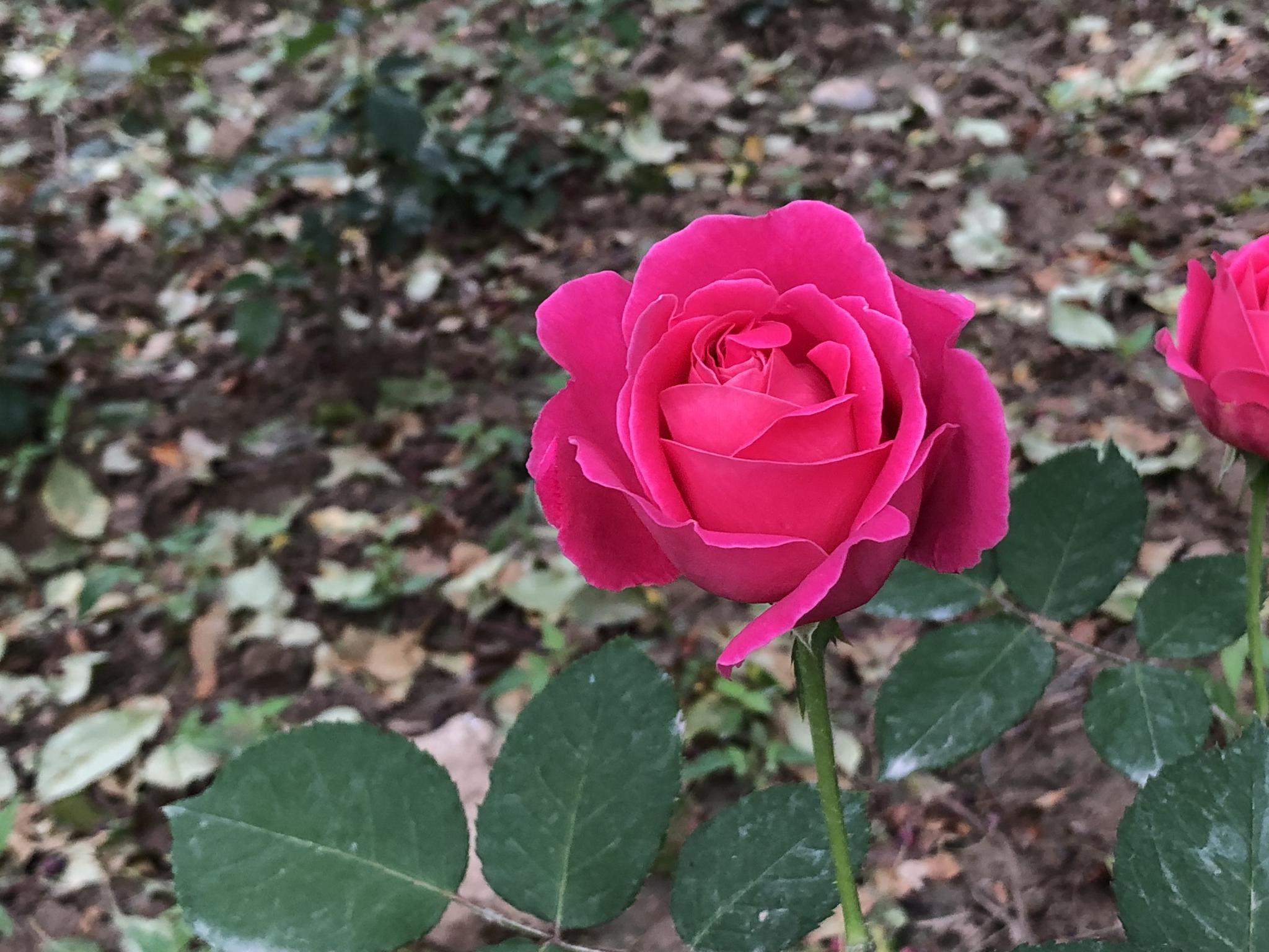 玫瑰花和月季花是一种花吗(玫瑰花和月季花是一种花吗为什么)