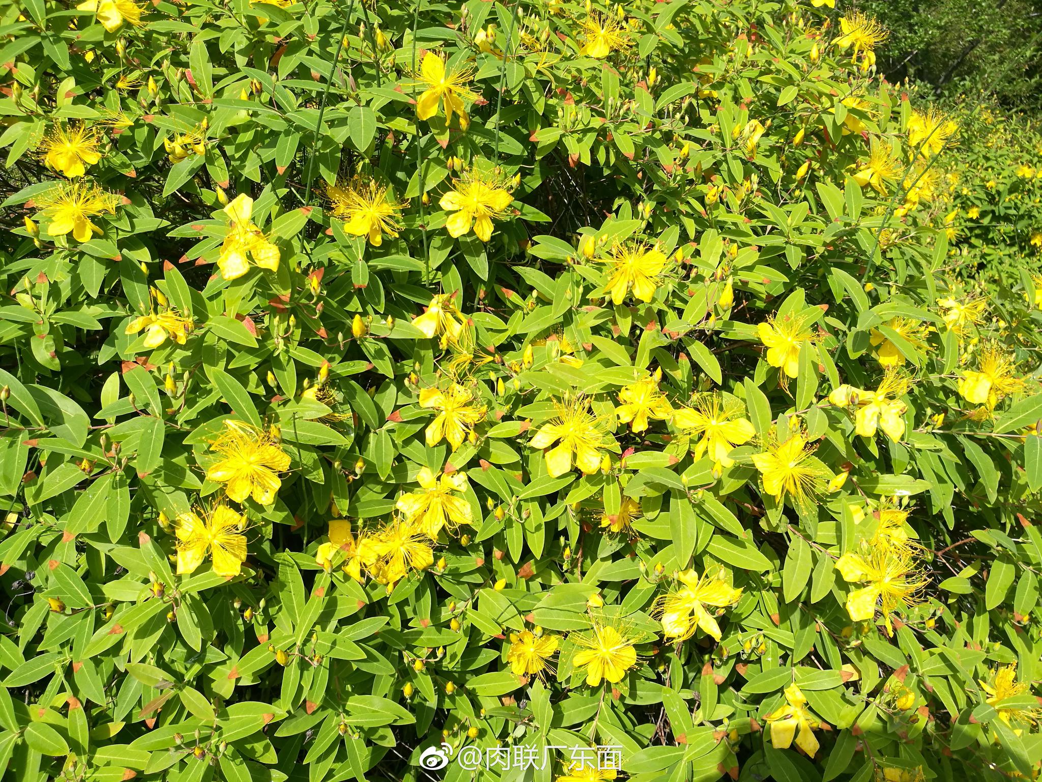 雉水金丝桃花色如千足金很美676767