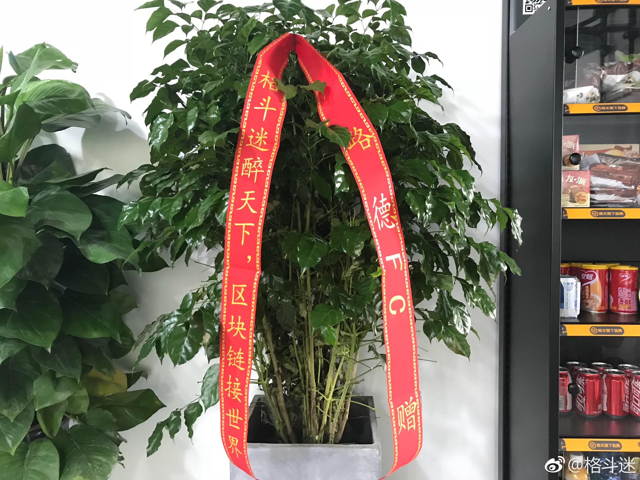拿云体育·格斗迷乔迁新居,谢谢 的绿植祝贺顺手拍几张新办公室照片