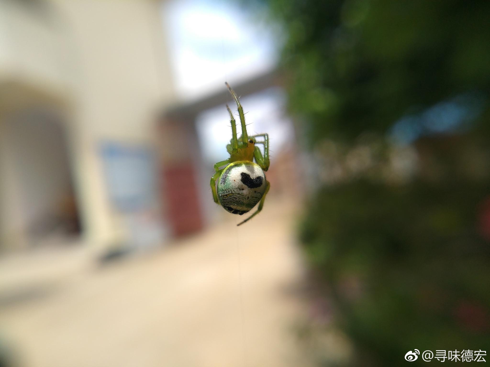 院子里发现一只背着爱心的绿色蜘蛛,  这是什么蜘蛛,有毒吗