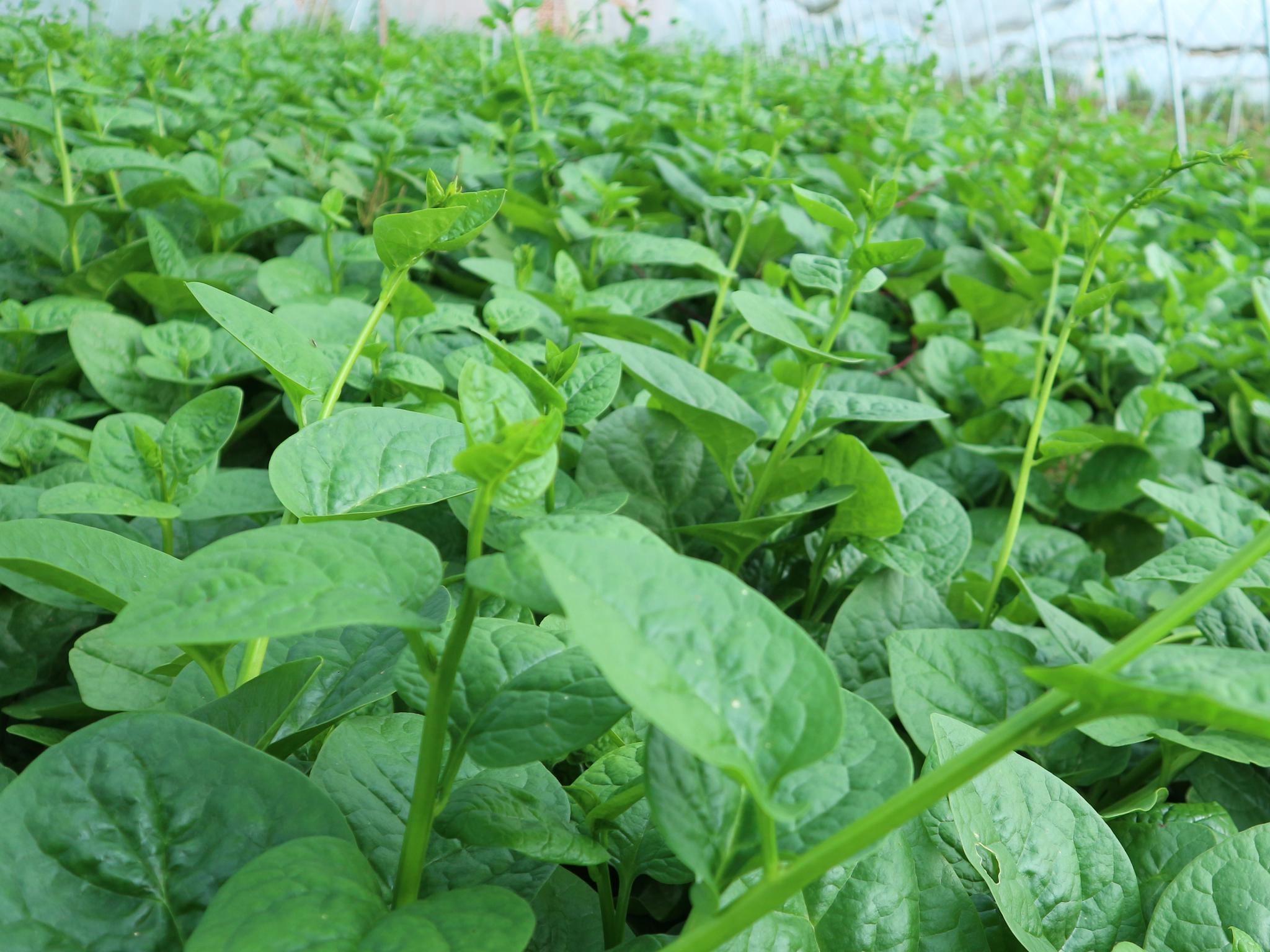 每年2月份和10月份是木耳菜种植的最佳时期.