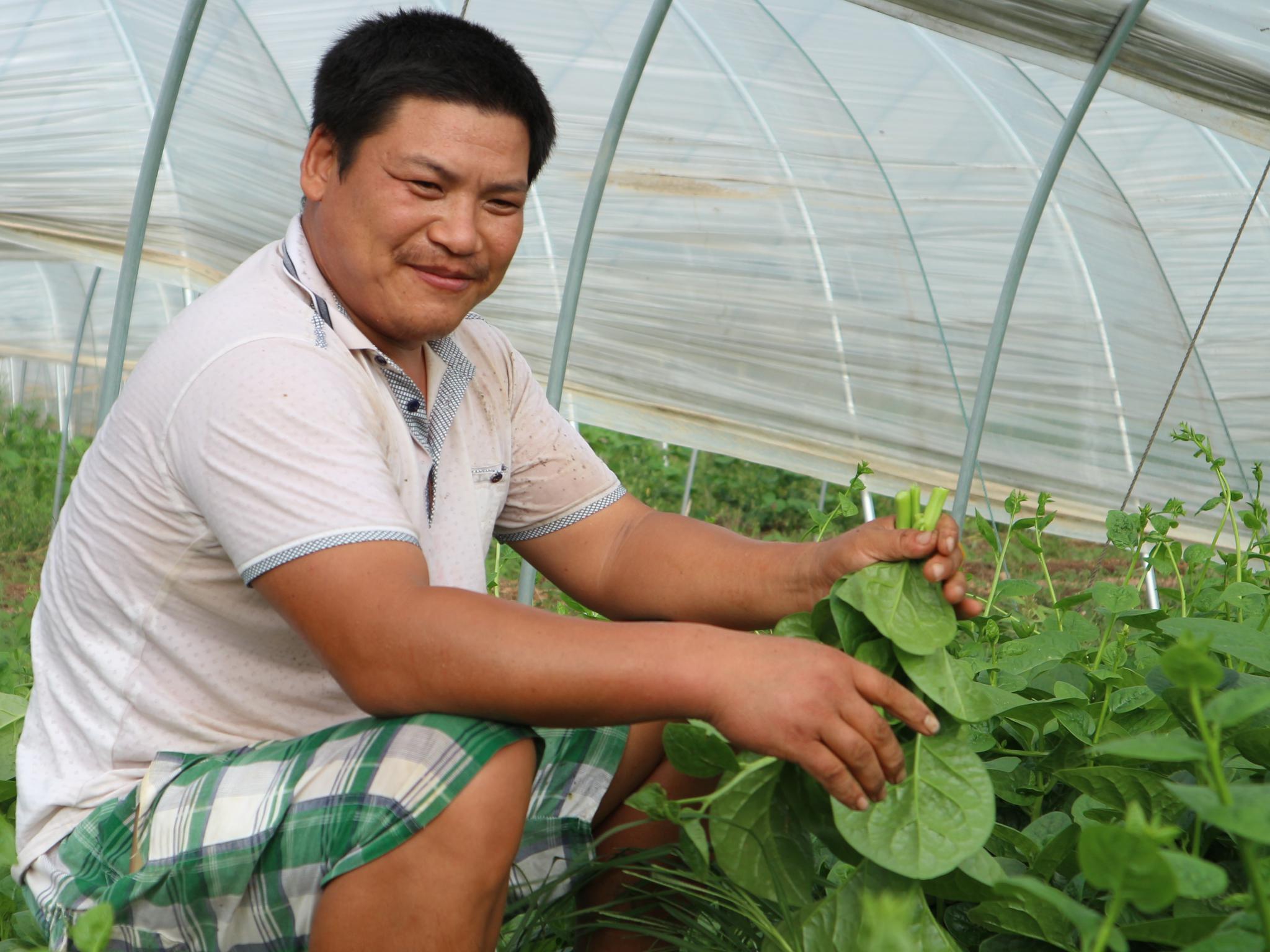 农村小伙子种植这种蔬菜,一年收三茬亩收入超万元,秘诀在哪里?