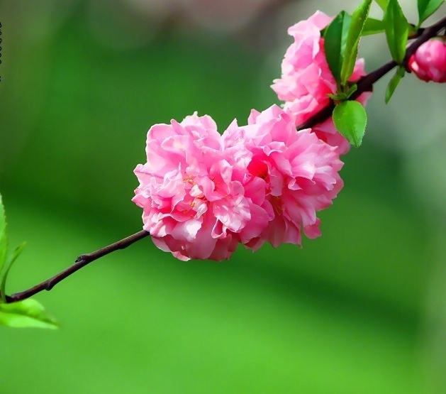 桃花一簇开无主可爱深红爱浅红