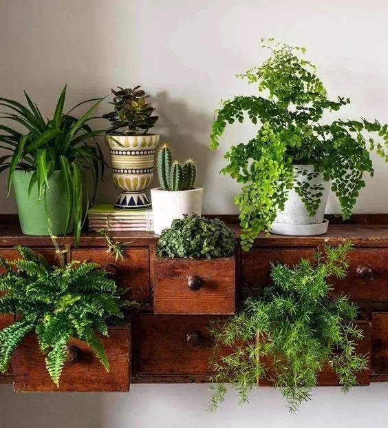 家里有绿植,心里多束光_新浪看点