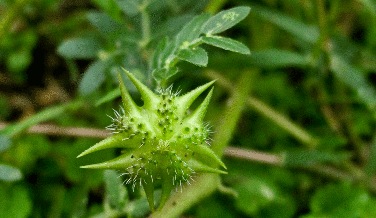 用这种带刺野植煎水喝,增强免疫力血糖直刷刷降|免疫力|血糖|蒺藜