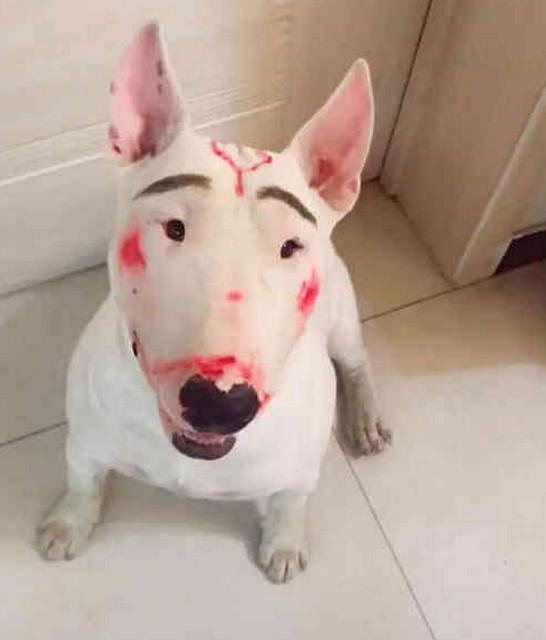 都会秒变逗比,就更不要说再来点腮红了|腮红|狗狗|眉毛_新浪新闻