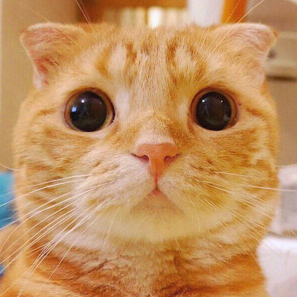 小橘猫muta水汪汪的眼睛心都要化了