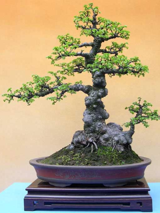 铁马鞭盆景介绍个性强劲观赏性强