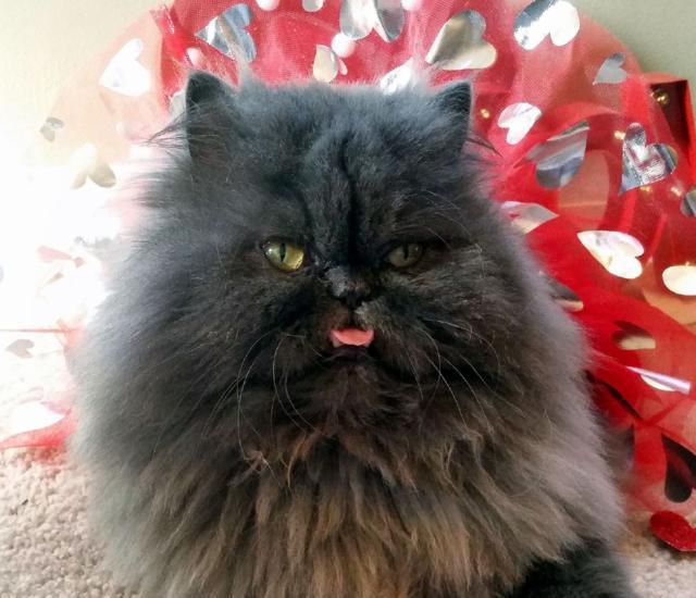 看出这只波斯猫有什么特别之处了吗?现在它在国外是只网红小猫咪