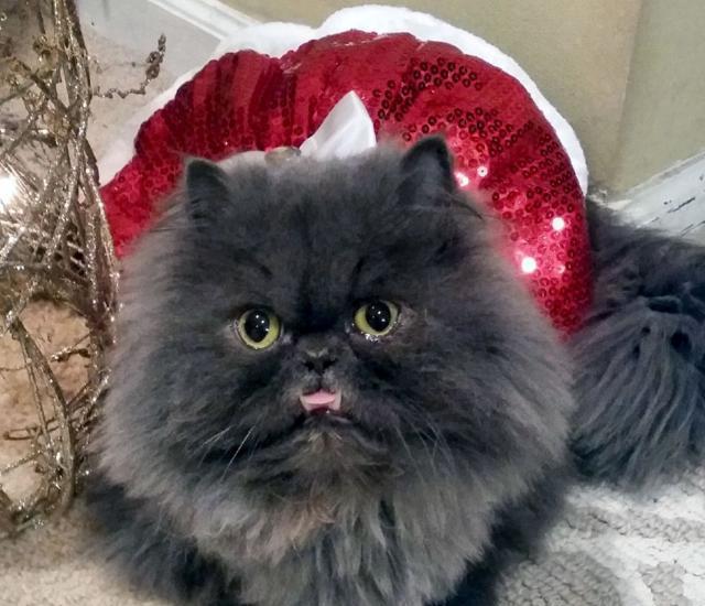 看出这只波斯猫有什么特别之处了吗?现在它在国外是只网红小猫咪