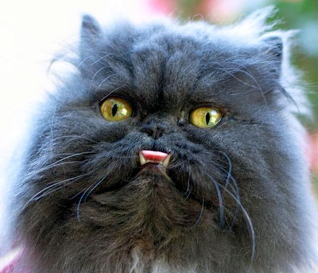 看出这只波斯猫有什么特别之处了吗?现在它在国外是只网红小猫咪