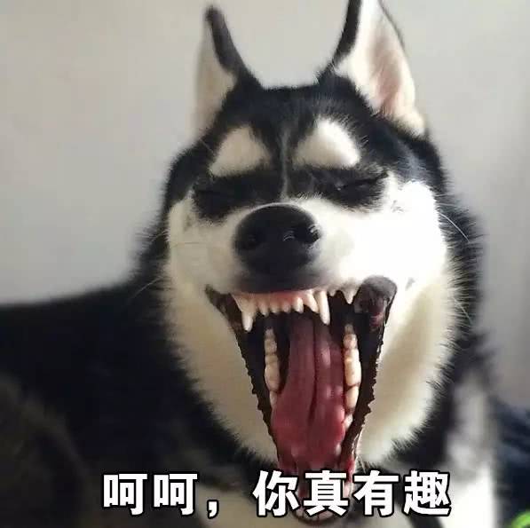 表情包一套哈士奇表情包收好不谢