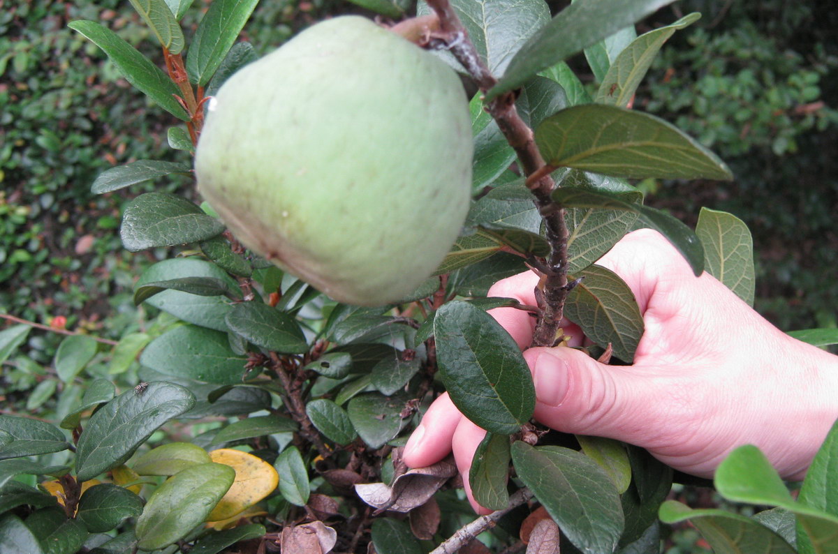 农村这种野果子,是制作果冻的原料,还有催乳下乳的功效|薜荔果|果冻