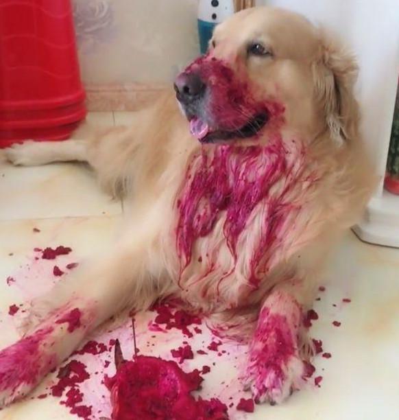 回家看到金毛满嘴血,吓的要打急救,仔细一看气的一拖鞋抽了上去