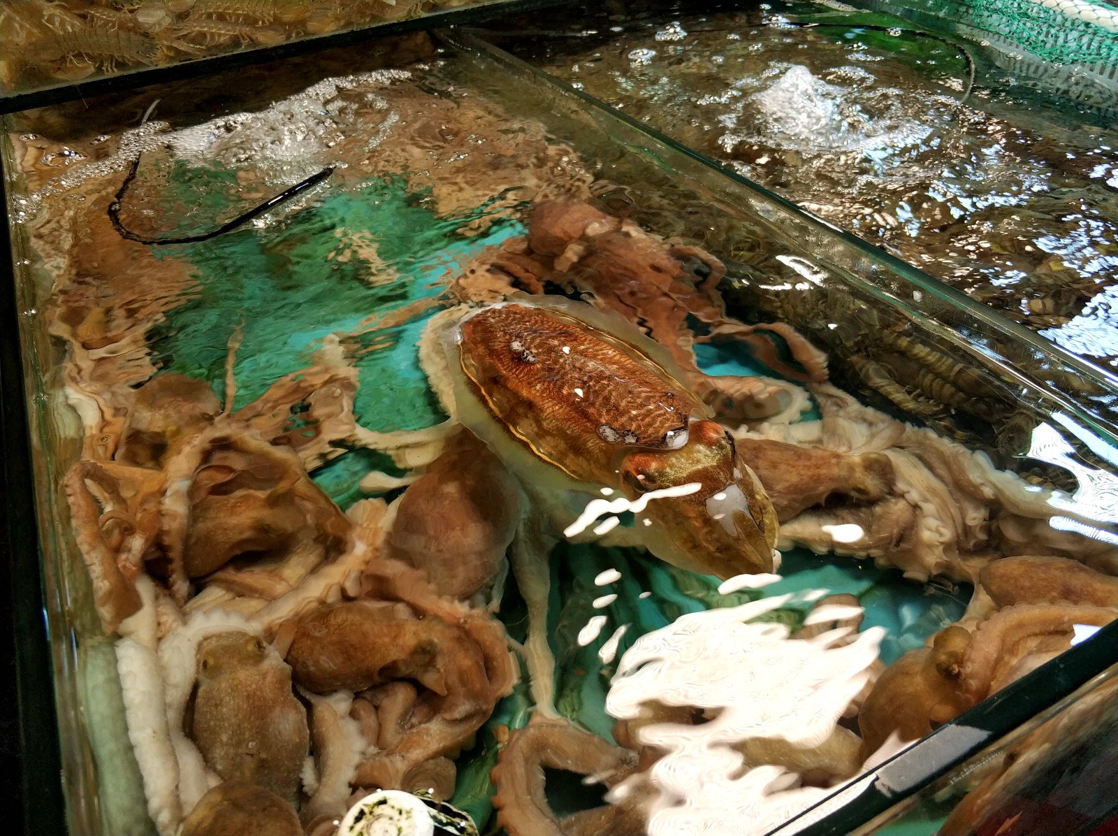 暑期 看真实的青岛地下海鲜市场 一只大龙虾220元 明码标价放心购