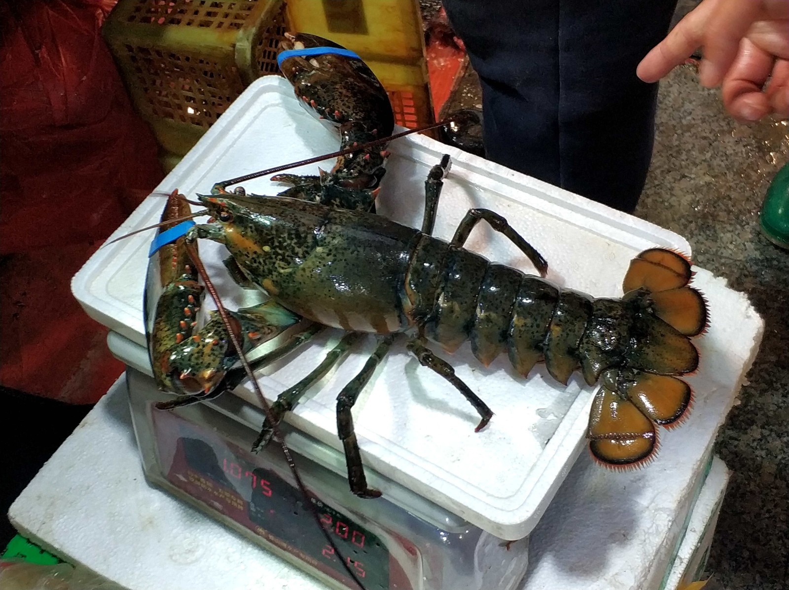 暑期 看真实的青岛地下海鲜市场 一只大龙虾220元 明码标价放心购