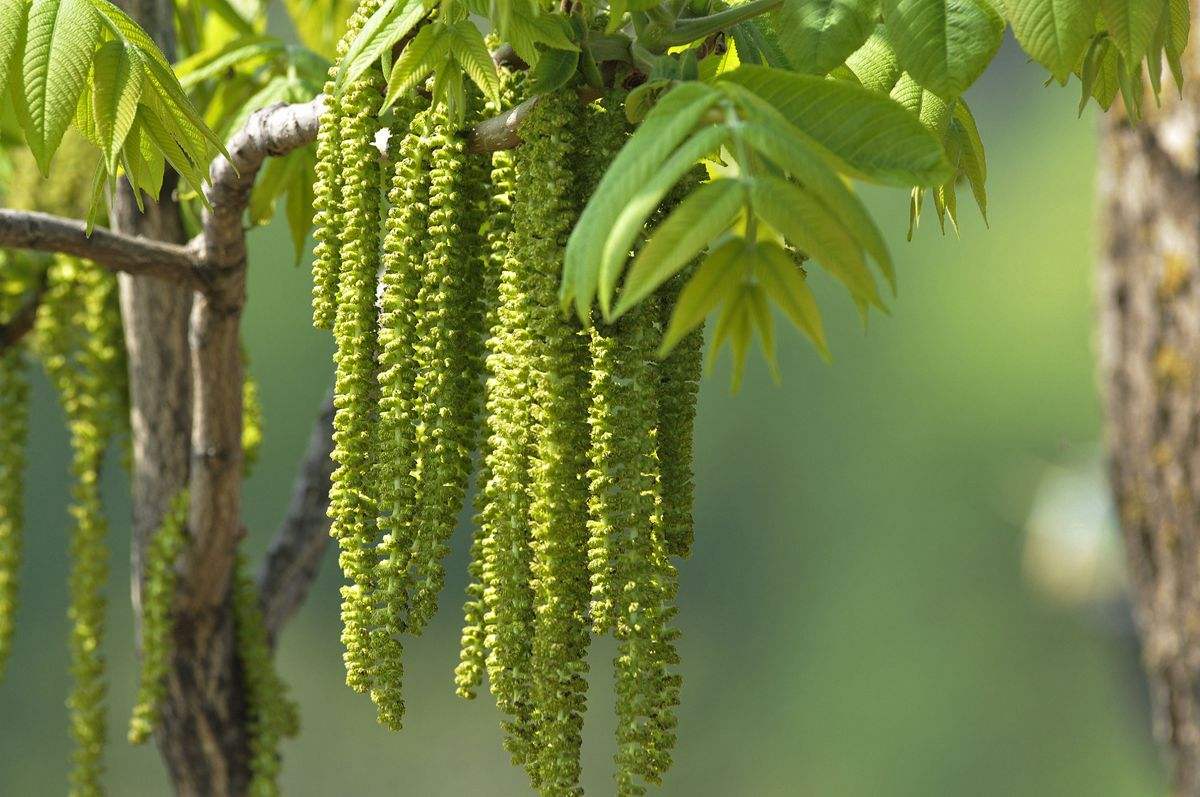 树上挂满"毛毛虫",农村人把它当极品美味,医生却提示尽量别吃