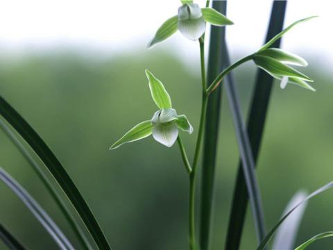 兰青杆青花素心:青华,一个非常不错的素心兰花品种!|青花素|兰青|兰花_新浪新闻