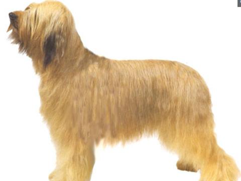 嘴边长有长胡须而得名的长须牧羊犬,是世界上最受欢迎的犬种之一|百家号|长须牧羊犬|香吻_新浪新闻