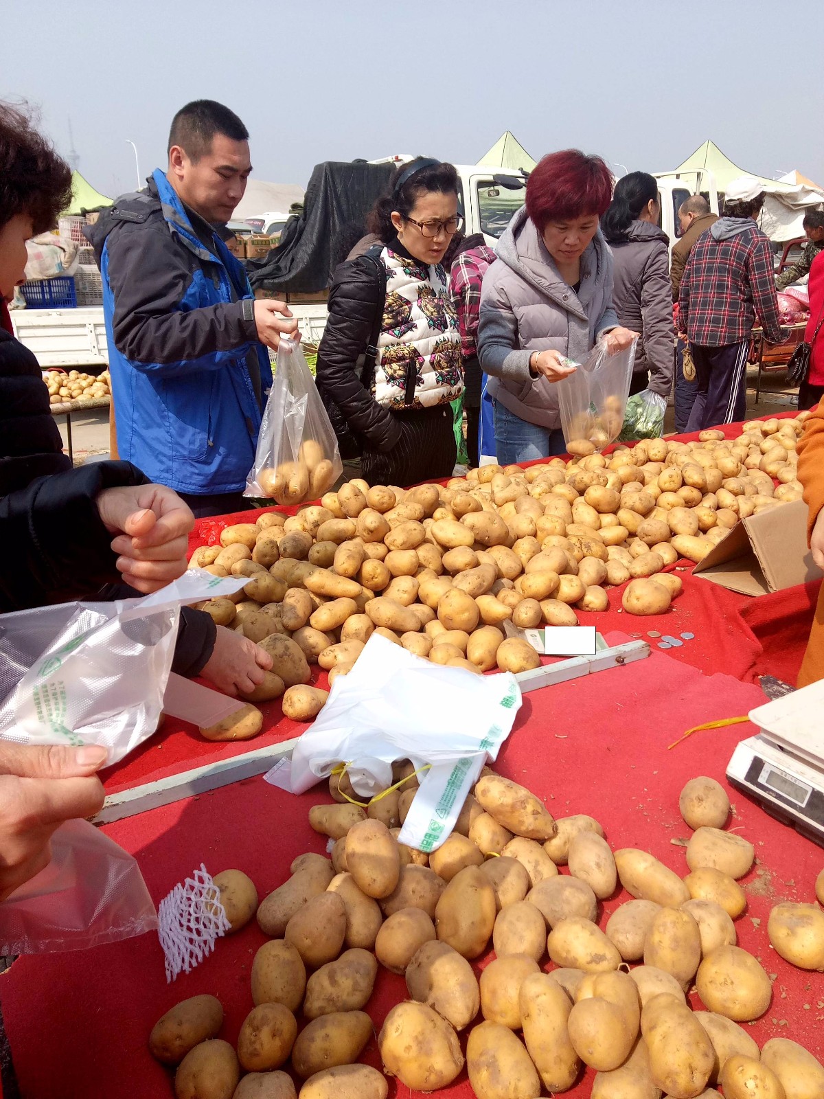 农村大集上新土豆vs老土豆价格 两家土豆摊主"互怼" 市民获利_新浪