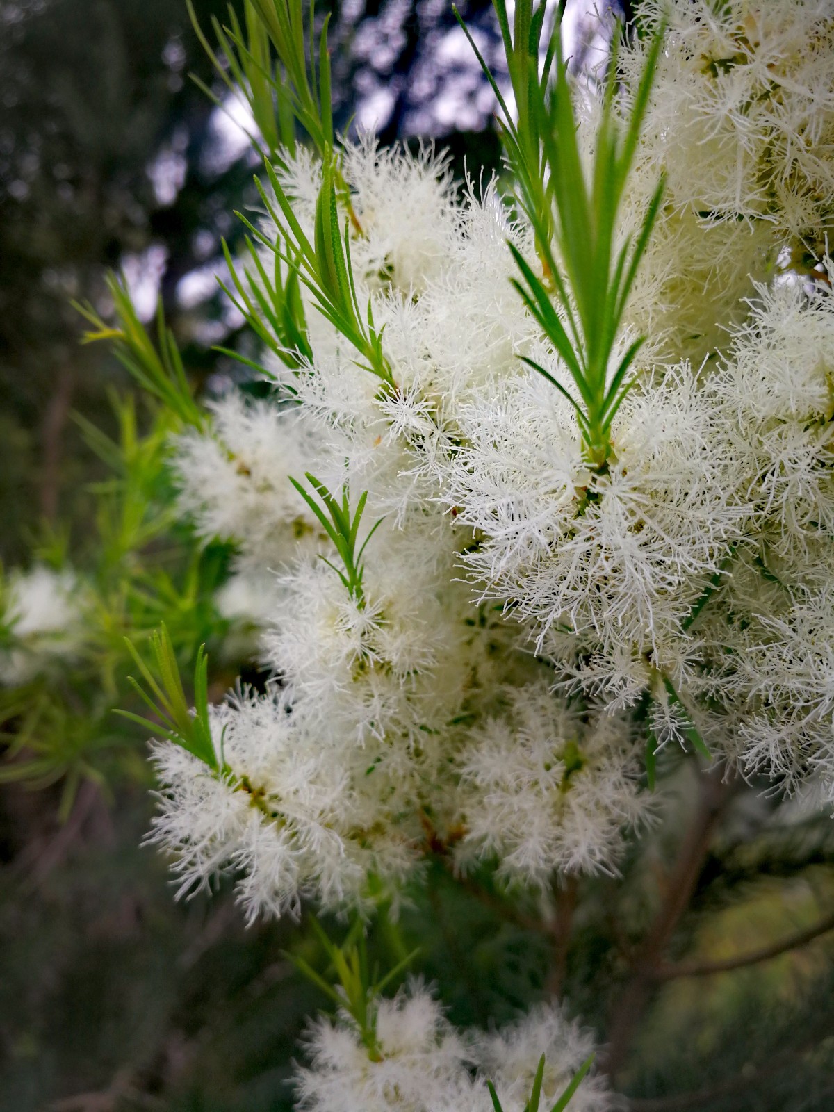 偶遇天使,白雪公主般纯洁美丽,动感轻盈,手感超级顺滑的白千层