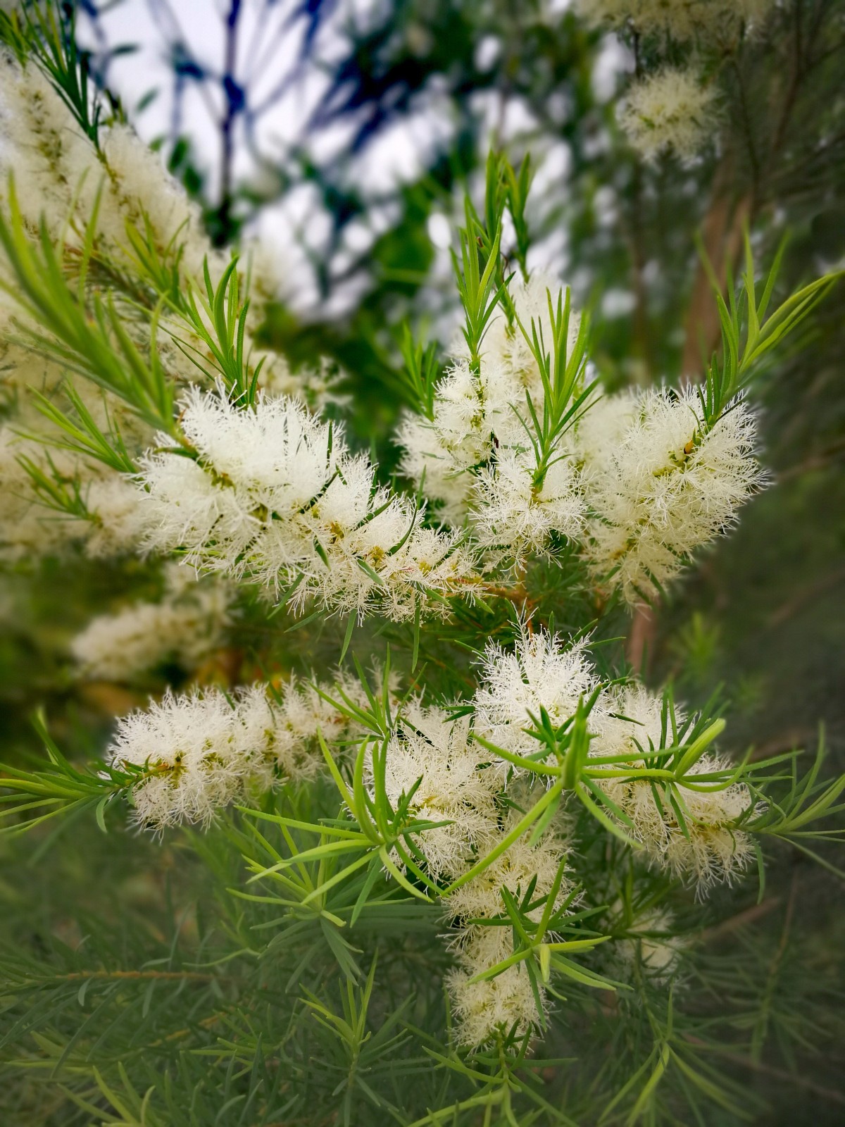 偶遇天使,白雪公主般纯洁美丽,动感轻盈,手感超级顺滑的白千层