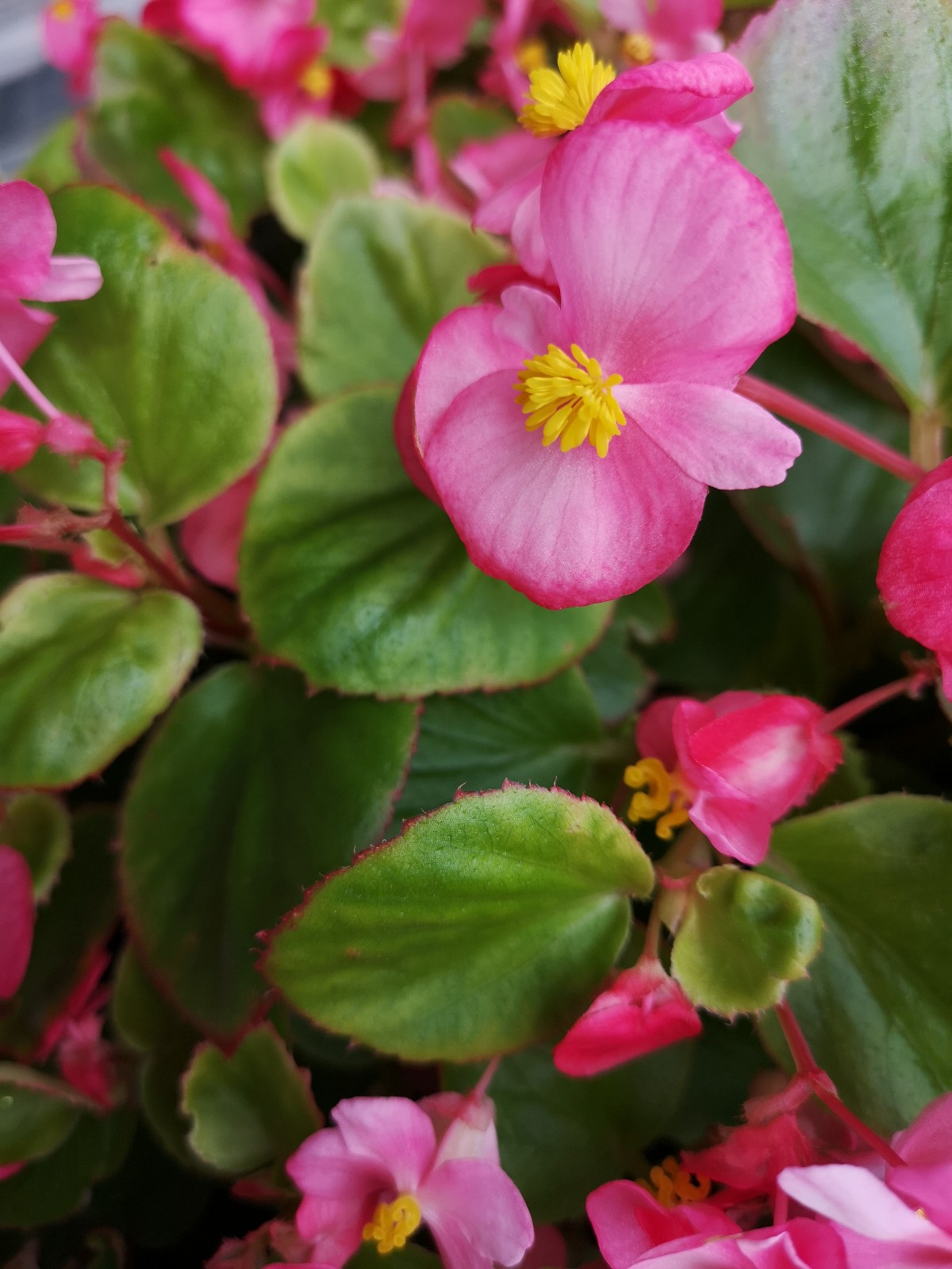 相思草—秋海棠