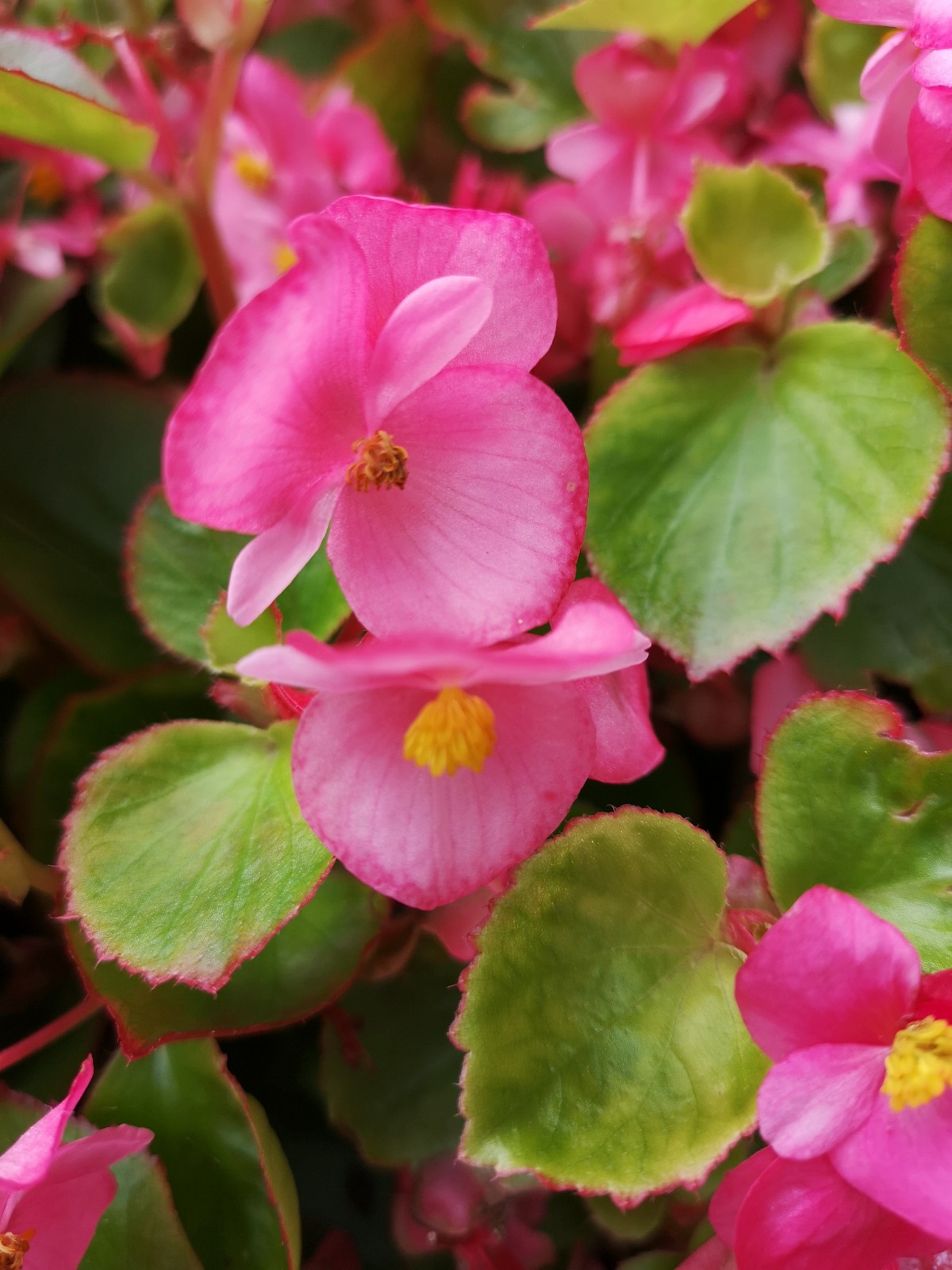 相思草—秋海棠