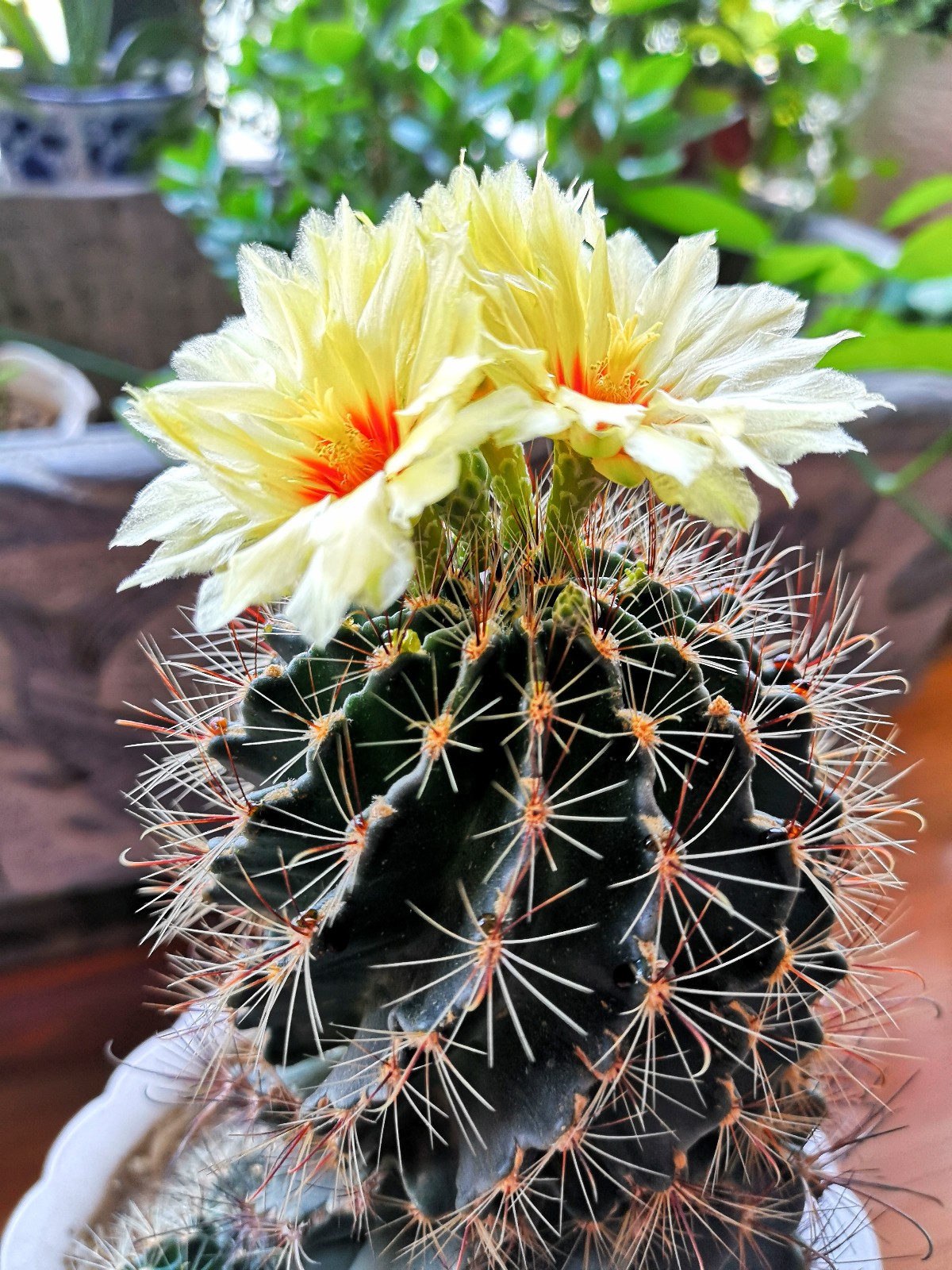 仙人球开花很美没想到它还有这么多功效