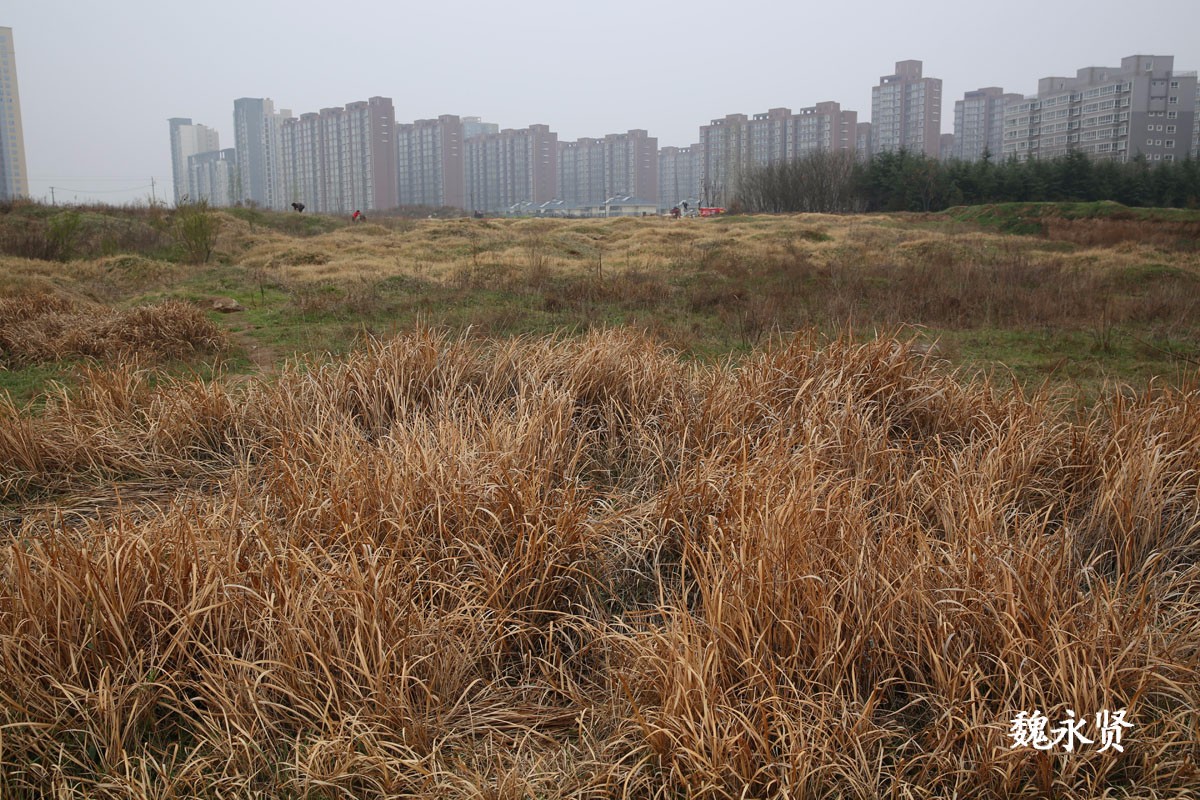 被高楼包围的土包很美 一处可以放飞心灵的野地