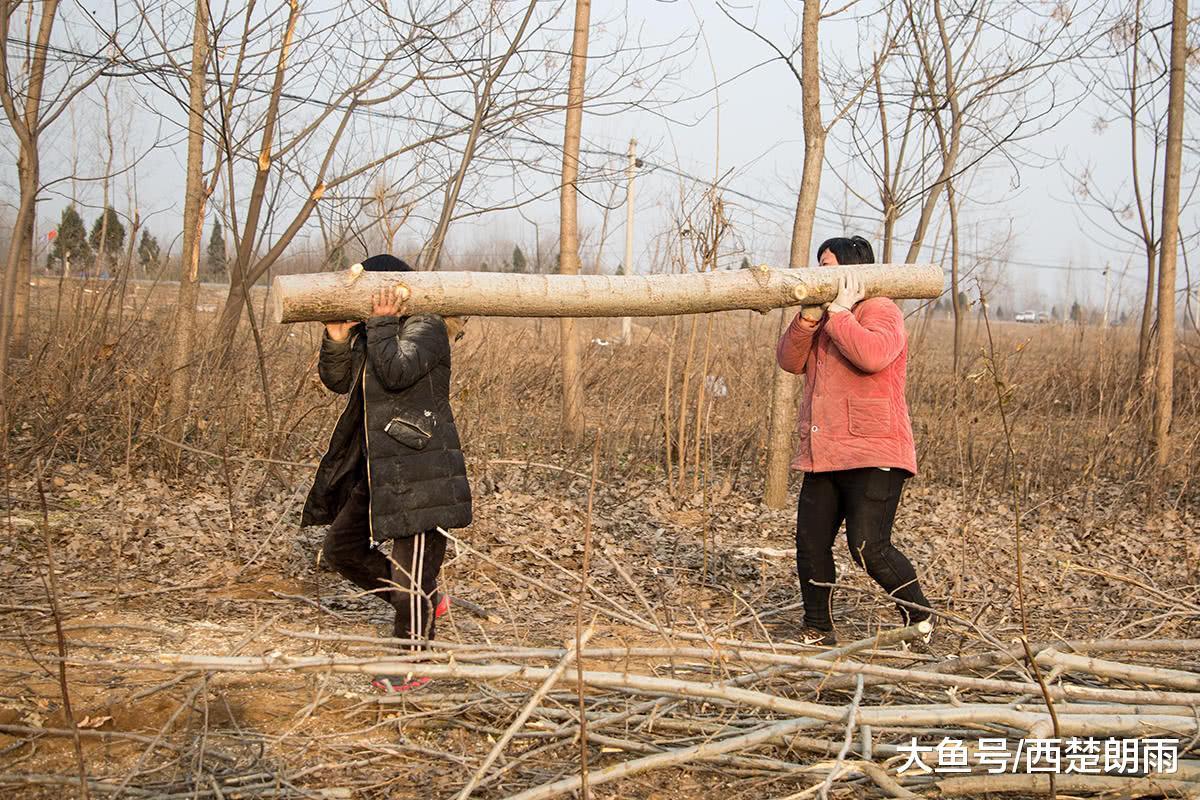 大妈日扛树段万斤月入近2万: 男人不行我们扛