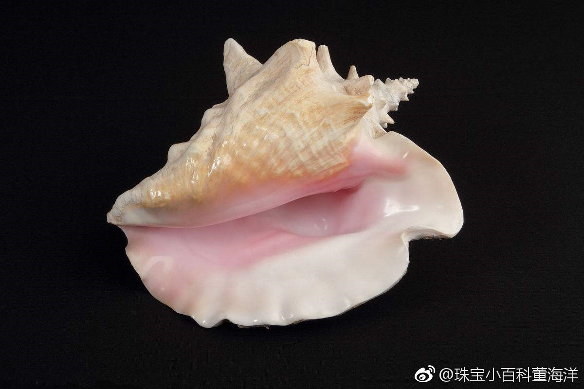 天王赤旋螺,学名Triplofusus giganteus,产自美国沿海_新浪新闻