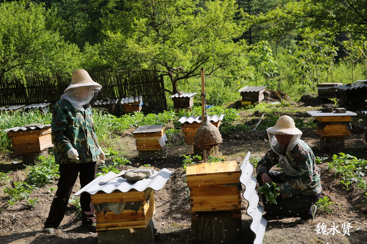 夫妻秦岭深山养蜂 大熊猫到家做过客