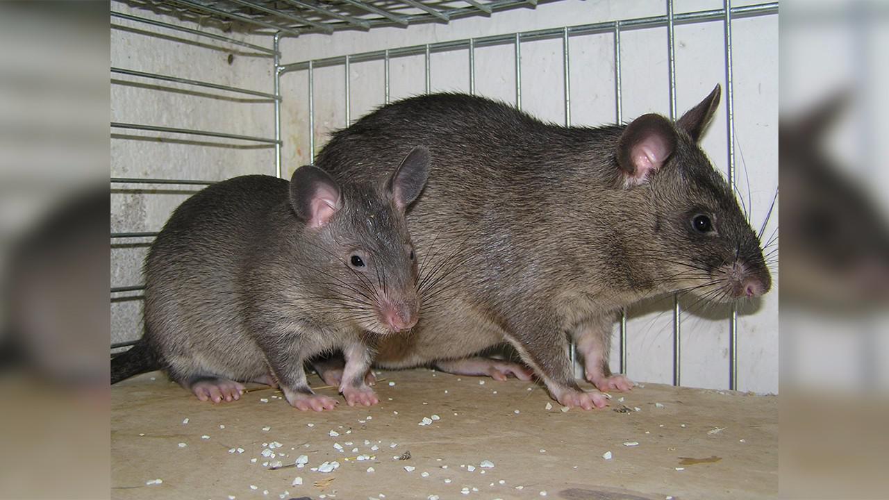 切尔诺贝利核爆后传说辐射突变的巨鼠真的存在吗?