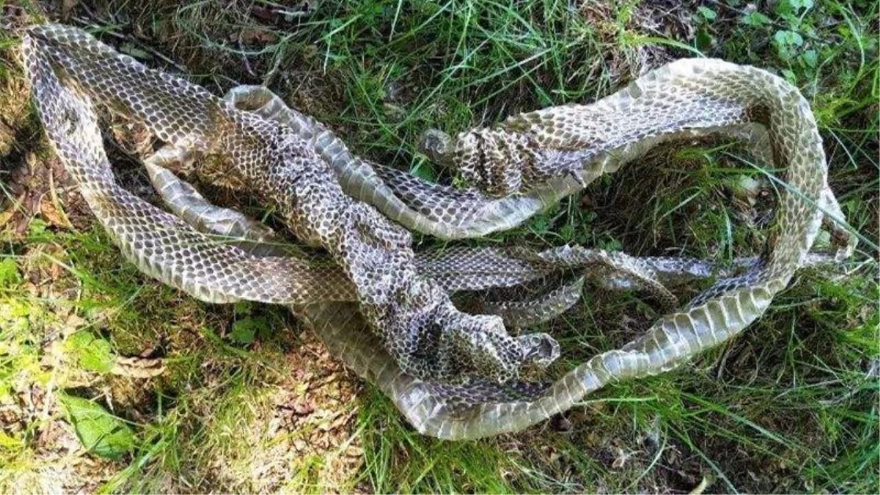 为什么《红海行动》的特战队员都用真名,不怕泄露吗?