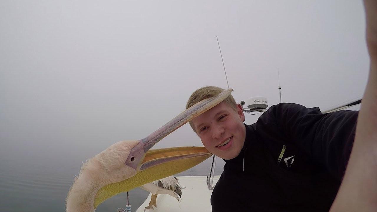 滑稽 南非学生同鹈鹕自拍被频频咬头_01