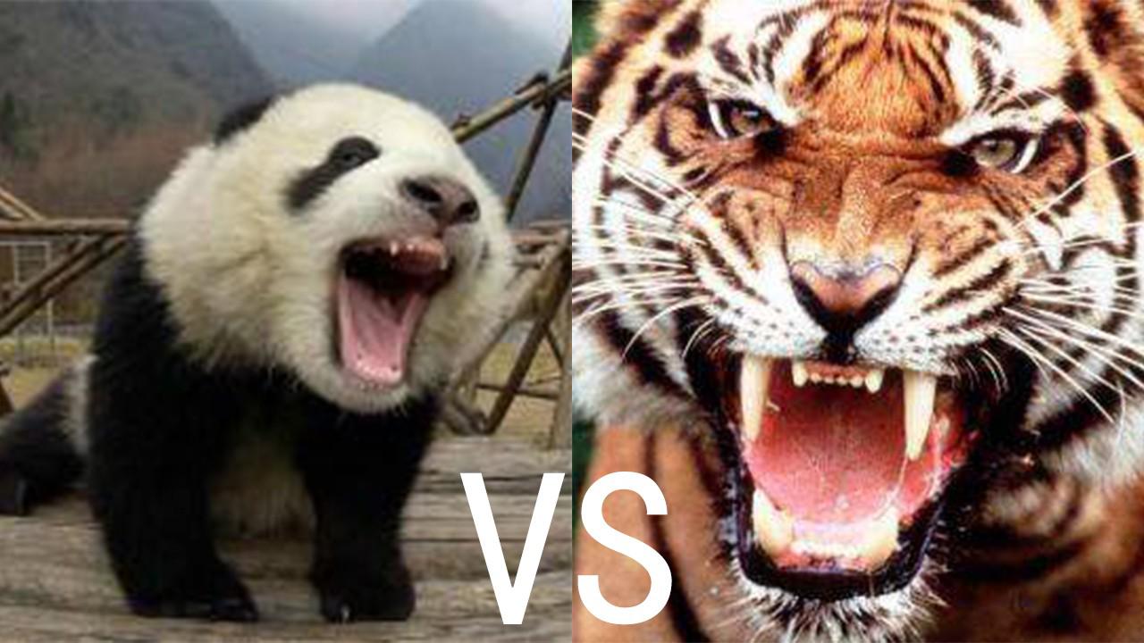 把老虎和熊猫放一起,熊猫会被吃掉吗?本熊不发威你当我是猫