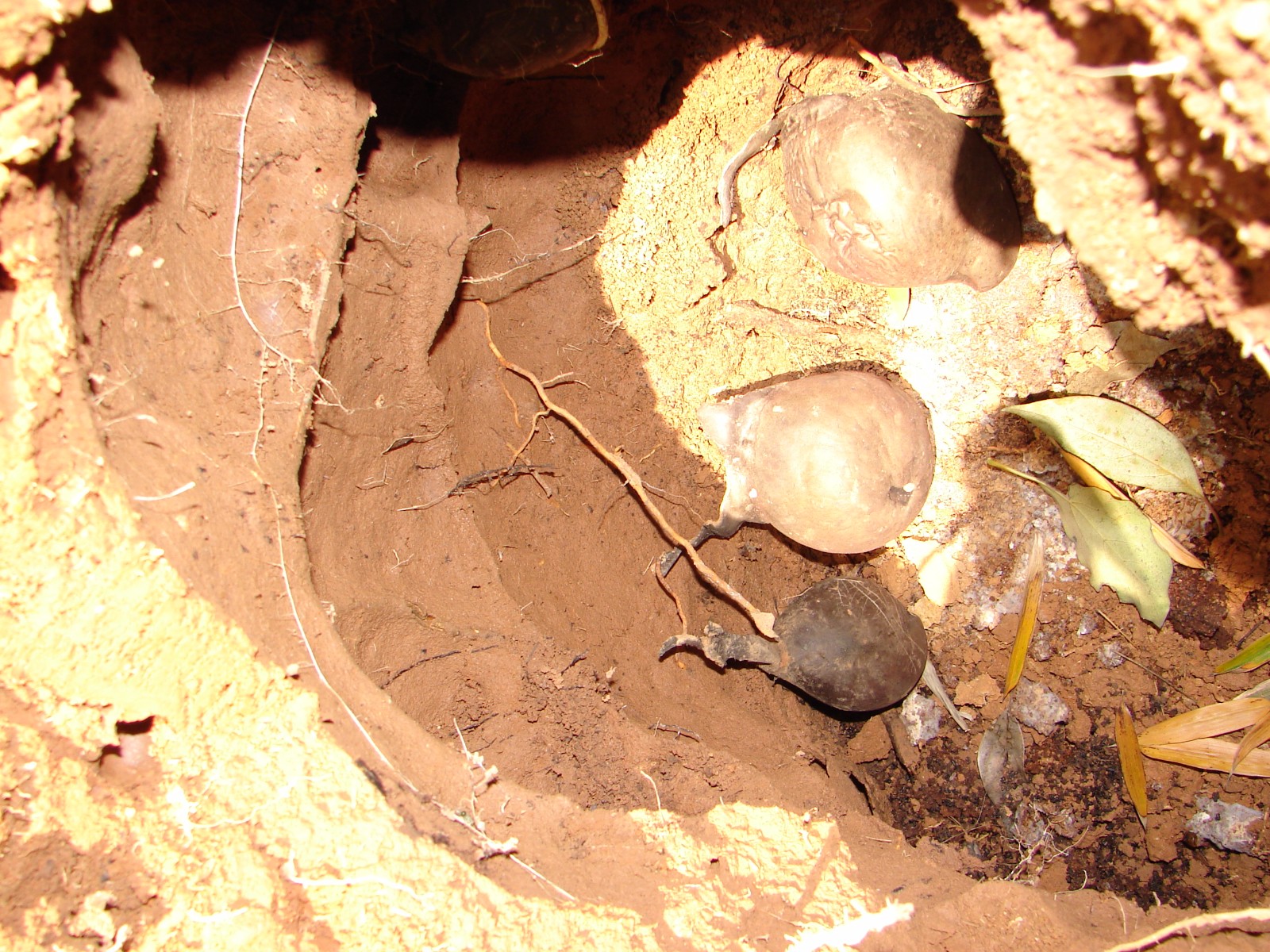 在长兴竹林里挖到了珍稀药材雷震子