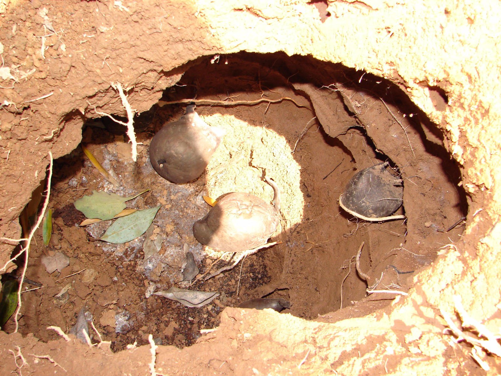 在长兴竹林里挖到了珍稀药材雷震子